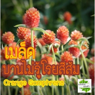 เมล็ดพันธุ์ ดอกบานไม่รู้โรยสีส้ม 20เมล็ด เมล็ดแท้นำเข้าจากประเทศสหรัฐอเมริกา