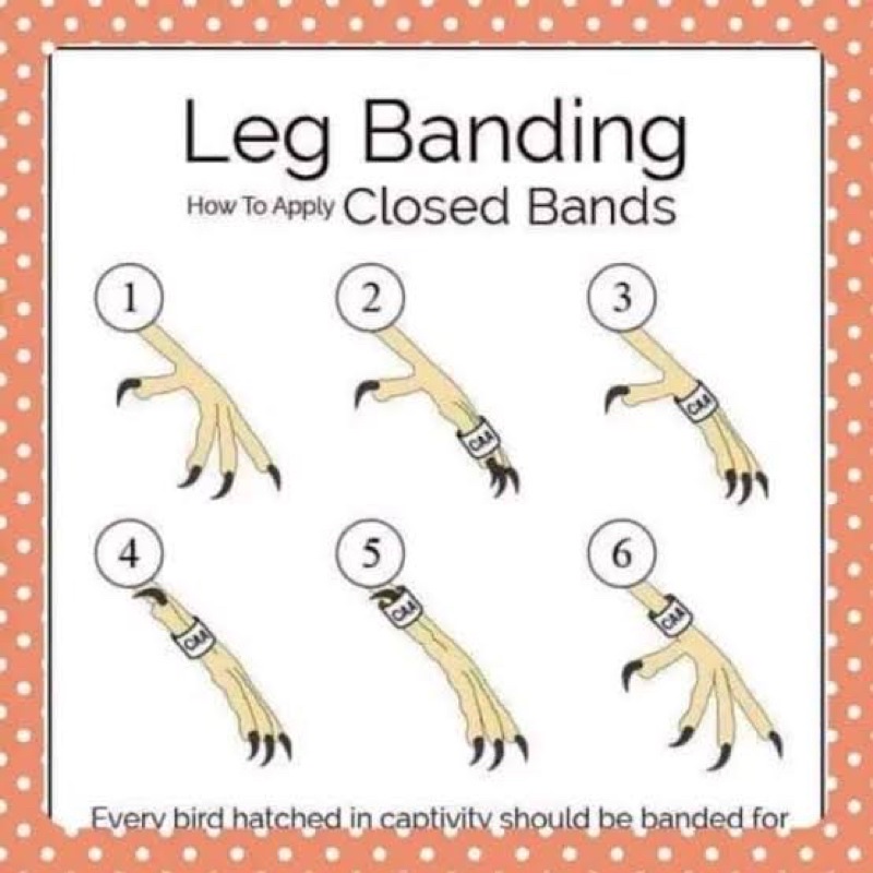 พร้อมส่ง 🔥 ห่วงขานกแก้ว ห่วงขานก ทำจากอลูมิดนียมน้ำหนักเบา - รูปที่ 4