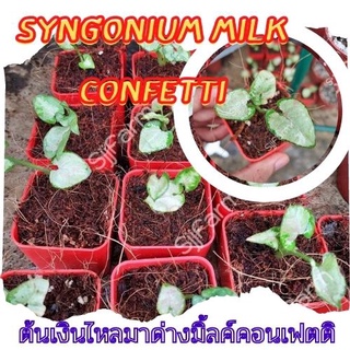 1 กระถาง ต้นเงินไหลมาไซโกเนียมมิ้วคอนเฟตติ Syngonium milk confetti ขนาดกระถาง 2.5นิ้ว จัดส่งแบบยกกระถาง คละต้นส่ง