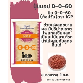 ปุ๋ย 0-0-60 (มอป) ตรา ICP ท็อปวัน 1 ก.ก. ใส่ถุงซิปล็อกกันชื้น ใช้เป็นแม่ปุ๋ยในการผสมสูตรปุ๋ย ใช้ใส่เร่งผล ขยายขนาดผล