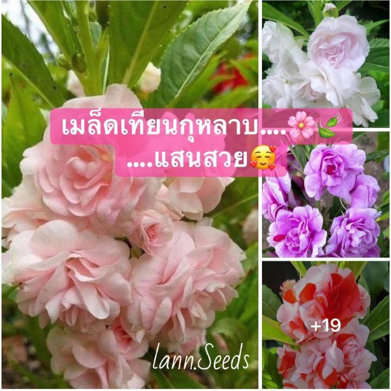 [ใช้โค้ด AUGIEDS5 ลดเหลือ 6.-] เมล็ดดอกเทียนกุหลาบ เทียนซ้อนแสนสวยคละสี เทียนกุหลาบ เทียนซ้อน ดอกเทียนไทย เทียนดอกซ้อน