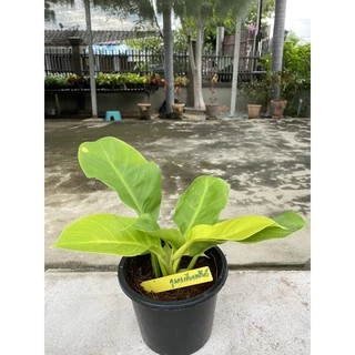 ต้นกุมารทองเรียกทรัพย์ Philodendron Moonlight จัดส่งพร้อมกระถางดำ 6 นิ้ว