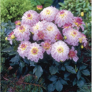 1 หัว/ออเดอร์ รักเร่ Dahlia สายพันธุ์ Monet หัวรักเร่ ดอกไม้ หัวหน่อ เหง้า นำเข้า เนเธอร์แลน หัวสดใหม่