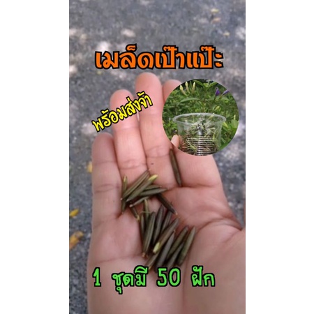 เป๊าะแป๊ะ​ เมล็ด​ต้อยติ่ง​ เมล็ดเป๊าะแป๊ะ​ 1ชุด​ มี​ 50​ ฝัก​ ​