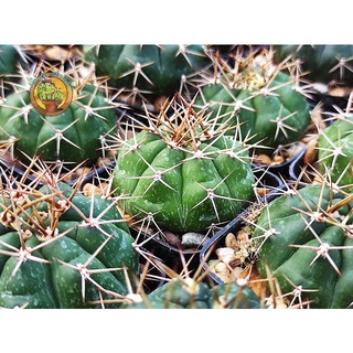 ยิมโนหนามไม้จิ้มฟัน(gymnocalycium eurypleurum)