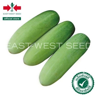 ศรแดง เมล็ดพันธุ์แตงกวา ไมโครซี 306 F1 (East West Seed) เมล็ดพันธุ์ผัก เมล็ดพันธุ์ ผักสวนครัว ตราศรแดง