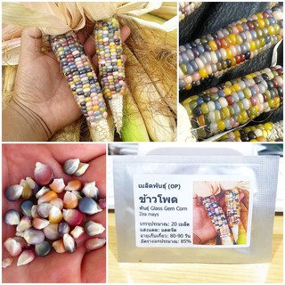 เมล็ดพันธุ์ ข้าวโพดพลอย ข้าวโพดอัญมณี (Glass Gem Corn Seed) บรรจุ 20 เมล็ด คุณภาพดี ราคาถูก ของแท้ 100%