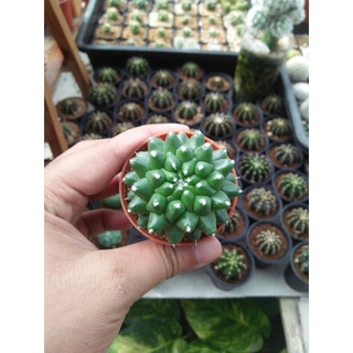 แมมอิรุซามุ Mammillaria bucareliensis Erusamu แมมปุยหิมะ