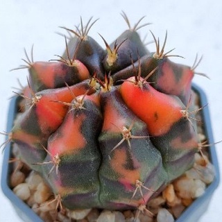 Cake Cactus Farm กระบองเพชร Gymnocalycium mihanovichii variegated  Carnelian  ยิมโนด่างอ้วนส้ม