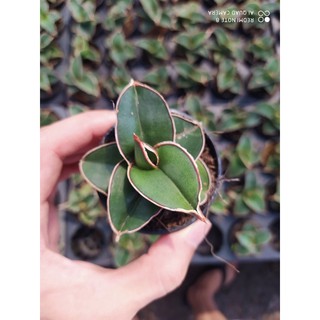 ลิ้นมังกร ซามูไร ต้นไม้ฟอกอากาศ สุดจิ๋ว