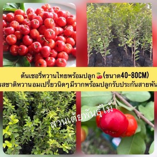 ต้นเชอรี่หวานไทยพร้อมปลูก 🍒 (ขนาด40-80cm)รสชาติหวานอมเปรี้ยวนิดๆ มีรากพร้อมปลูกรับประกันสายพันธุ์