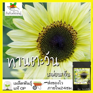 เมล็ดพันธุ์ ทานตะวัน เลม่อนควีน 20 เมล็ด Lemon Queen Sunflower เมล็ดพันธุ์แท้ นำเข้าจากต่างประเทศ ปลูกผัก ปลูกง่าย โตไว通