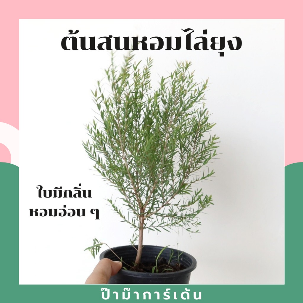 มุมมอง 6