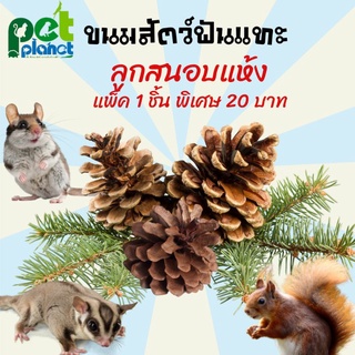 ขนมหนูแฮมเตอร์ ลูกสนอบแห้ง ขนมกระรอก อาหารกระรอก อาหารชูก้า ขนมสัตว์ฟันแทะ อาหารสัตว์ฟันแทะ ลูกสนอบแห้ง ขนาด 1 ลูก
