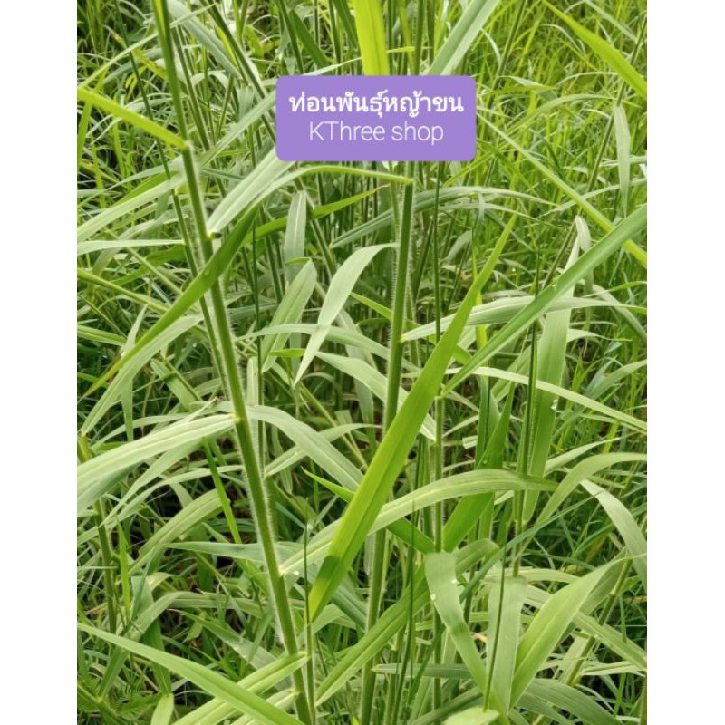 ท่อนพันธุ์หญ้าขน สำหรับนำไปปลูก 1 กิโลกรัม