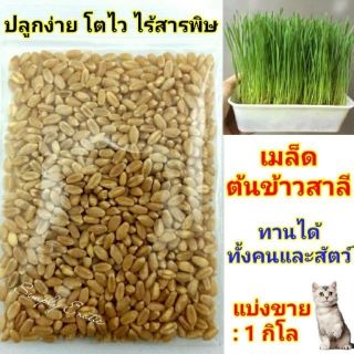 เมล็ดต้นข้าวสาลีออร์แกนิคสำหรับสัตว์เลี้ยง พร้อมปลูก ขนาด 1kg