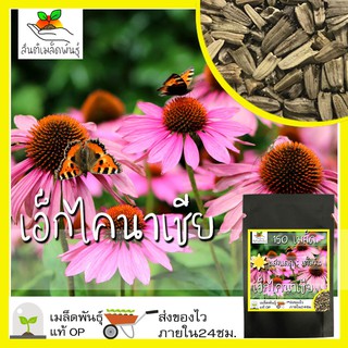 เมล็ดพันธุ์ เอ็กไคนาเซีย 150 เมล็ด Echinacea purpurea Seed เมล็ดพันธุ์แท้ นำเข้าจากต่างประเทศ ปลูกผัก สวนครัว ถูกดี