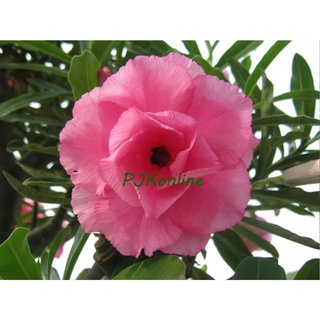 หัสดีพิงค์ ต้นชวนชม ดอกซ้อน adenium desert rose plant