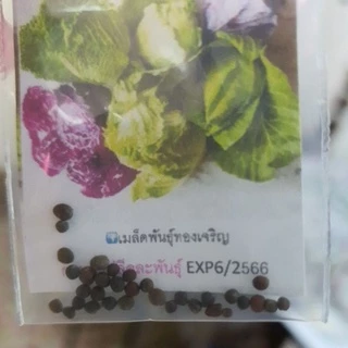 กะหล่ำปลี📌10แถม1!!📌ถูกที่สุด 10 บ.📌เมล็ดพันธุ์กะหล่ำปลี 20-30 เมล็ด🌱งอกง่าย ☘️โตไว☘️ หัวใหญ่🌱ทานอร่อย