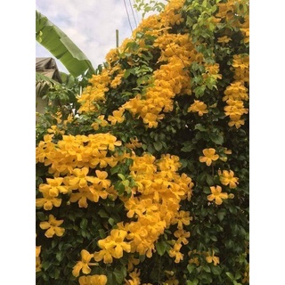 เหลืองชัชวาล Cats Claw Creeper ต้นสูง 40 เซนติเมตร