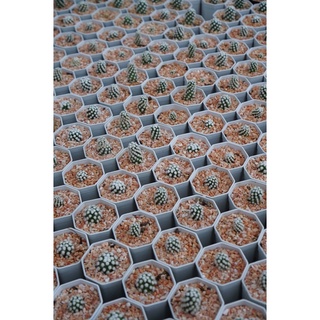 โอรุกะ mammillaria gracilis oruga กระบองเพชร แคคตัส
