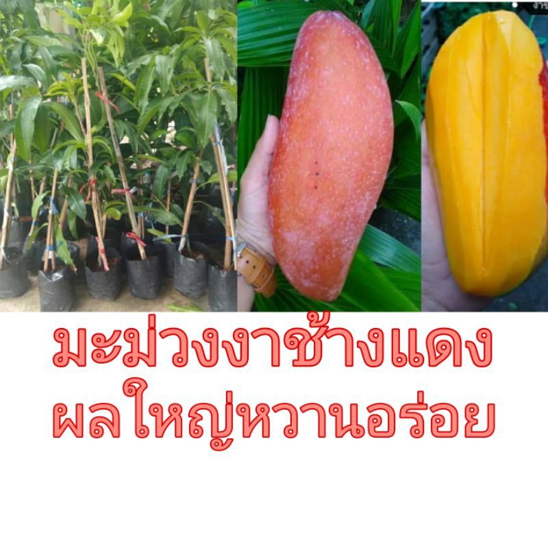 🌳มะม่วงงาช้างแดง #ต้นพันธุ์เสียบยอด ติดลูกไวไม่กลายพันธุ์สูง60-70ซม.