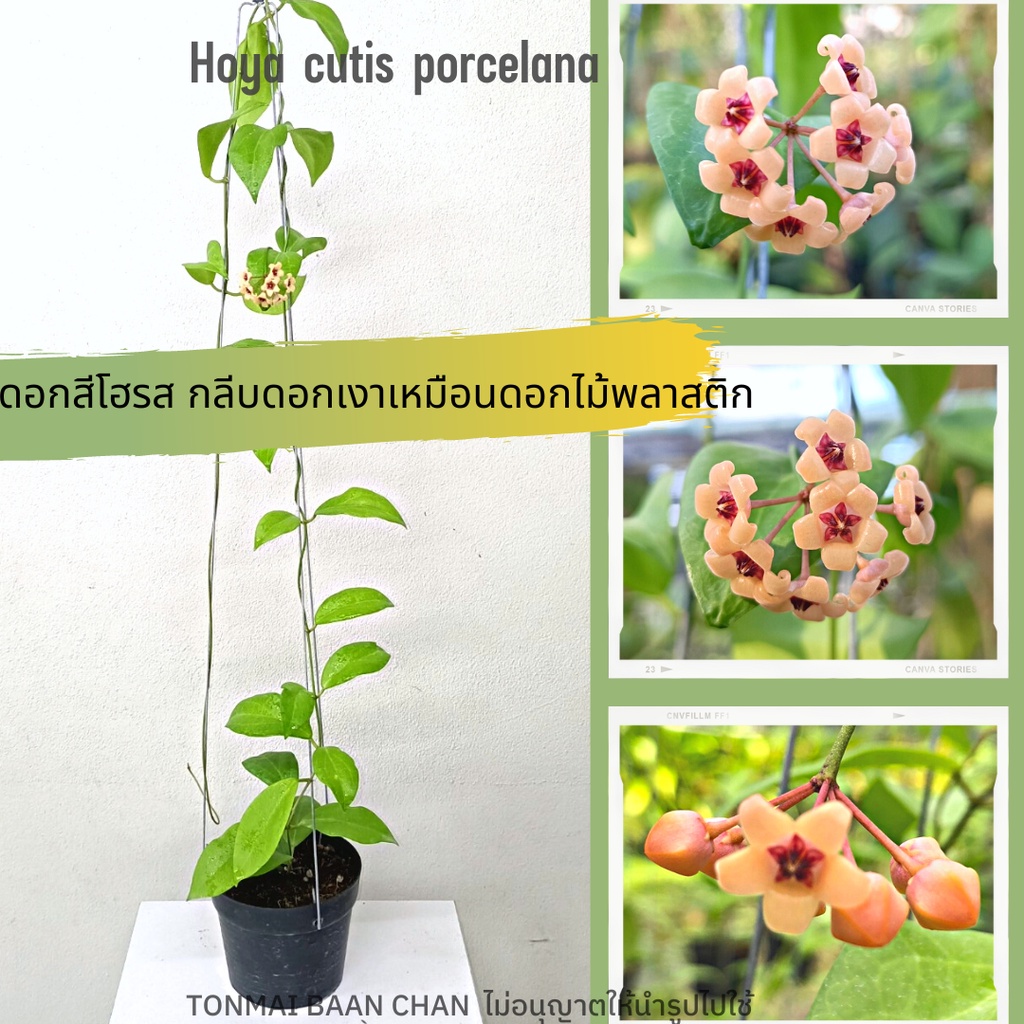 Hoya cutis porcelana โฮย่าดอกน่ารัก ต้นไม้แขวนประดับ ส่งต้นติดดอก ออกดอกเก่ง