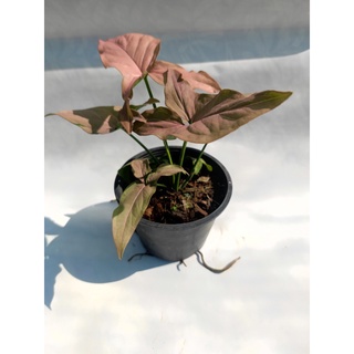 เงินไหลมาด่างชมพู( Syngonium pink ) กระถางขนาด6นิ้ว