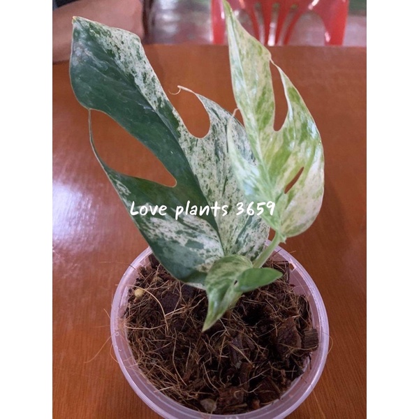 epipremnum pinnatum marble อีพิมาร์เบิ้ล