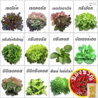 เมล็ดอวบอ้วน100%เมล็ดพันธุ์สลัดคุณภาพ ประมาณ 1,000 เมล็ดเมล็ดพันธุ์ZinniaMixedRubyMixColorMarigoldSunflowerCosmosGrassRo