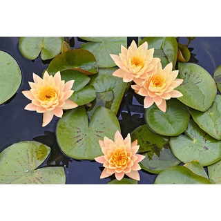 10 เมล็ด เมล็ดบัว สีส้ม นำเข้า บัวนอก สายพันธุ์เมล็ดบัว Waterlily Nymphaea Seeds