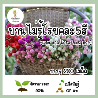 เมล็ดพันธุ์ บานไม่รู้โรย คละสี 5สี 200เมล็ด