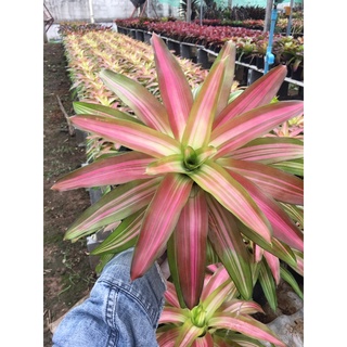 นีโอปิโกโร neo Picolo #สับประรดสี# Bromeliad #ต้นไม้สวยงาม# ไม้ประดับ# ตกแต่งสวน# ปลูกตกแต่งบ้านหรือคอนโด