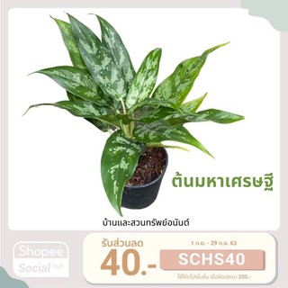 อโกลนีมา มหาเศรษฐี ต้นเขียวหมื่นปี กระถาง 5-6 นิ้ว Chinese Evergreen ต้นไม้มงคล