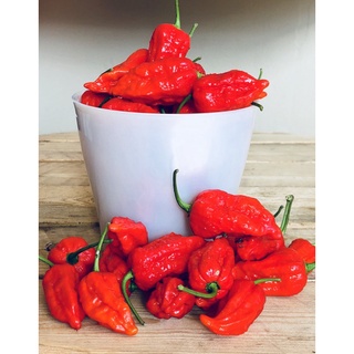 เมล็ด พริก ดอร์เซทนากา - Dorset Naga Pepper