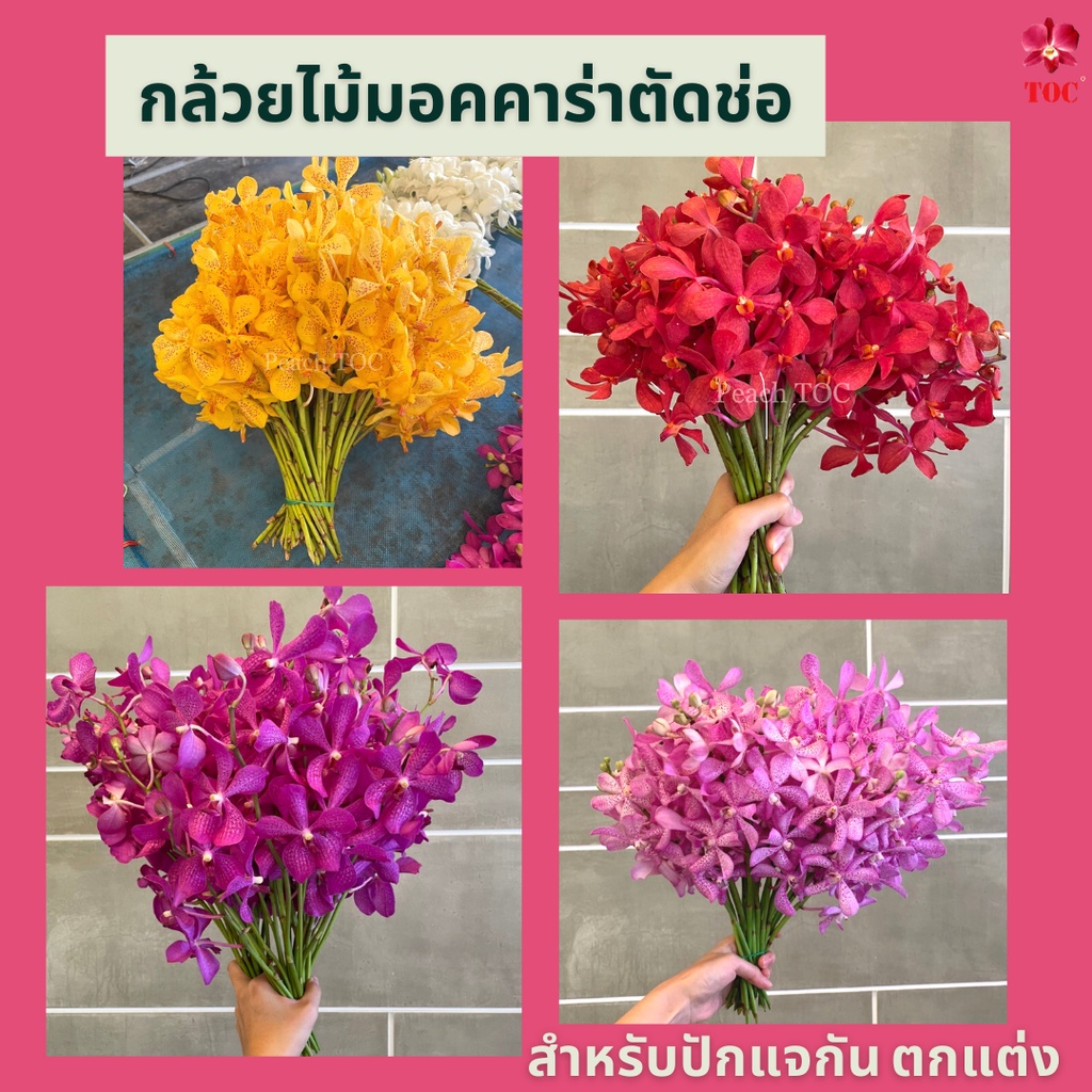 กล้วยไม้ตัดช่อ สกุลมอคคาร่า กล้วยไม้สำหรับตกแต่ง เกรด C (ต่อกิโล)