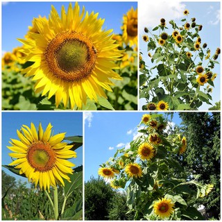 เมล็ดพันธุ์ ทานตะวัน สกายสแคปเปอร์ (Skyscraper Sunflower Seed) บรรจุ 15 เมล็ด คุณภาพดี ของแท้ 100%