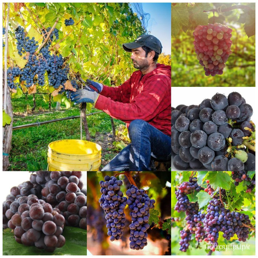 คละ สวนครัว ปลูก/（รับประกันหลังการขายงอก100%）เมล็ดองุ่น grape seeds ต้นพันธุ์ผลไม้ ไม้ประดับ ปล/อิ/เมล็ด เมล็ดพันธุ์ ต้น