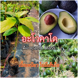 ต้นอะโวคาโด Avocado Hass พันธุ์แฮส นิวซีแลนด์ แท้ ลูกดก เนื้อเหนียว ไม่มีเส้นใย สีของเนื้อมีสีเหลืองเข้ม(สูง50-60ซม.)