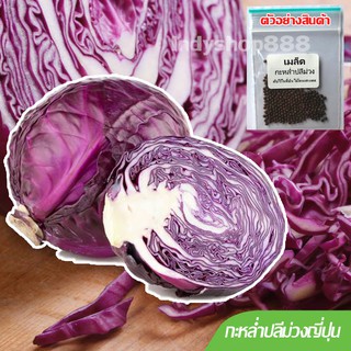 เมล็ดพันธุ์ กะหล่ำปลีม่วง เมล็ดพันธุ์คัดมือ 20 เมล็ด Purple cabbage [10 แถม 1 คละได้]