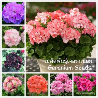 เมล็ด ขายดี/เมล็ดพันธุ์ เจอราเนียม บอนสี เมล็ดพันธุ์แท้ 100 เมล็ด Geranium Seeds เมล็ดบอนสี บอน/อินทรีย์ คละ สวนครัว ดอก