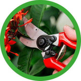 Pruning Shears SOLDO กรรไกรตัดกิ่งไม้ขนาด 8"#