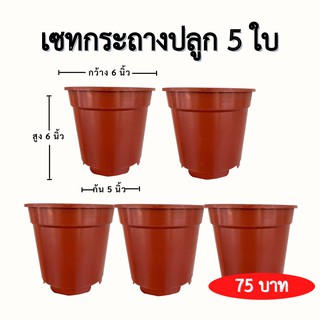 [เซท 5 ใบ] กระถางพลาสติก 6 นิ้ว สีน้ำตาล เกรดนำเข้าอย่างดี แข็งแรงทนทาน ทรงสวย