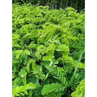 ต้นพฤกษ์ ต้นอีซึก ต้นมะคึด หรือต้นจามจุรีสีทอง กินยอดได้ สูง 10-15 เซนติเมตร ‼️หากเสียหายเครมฟรี ไม่มีค่าใช้จ่าย‼️