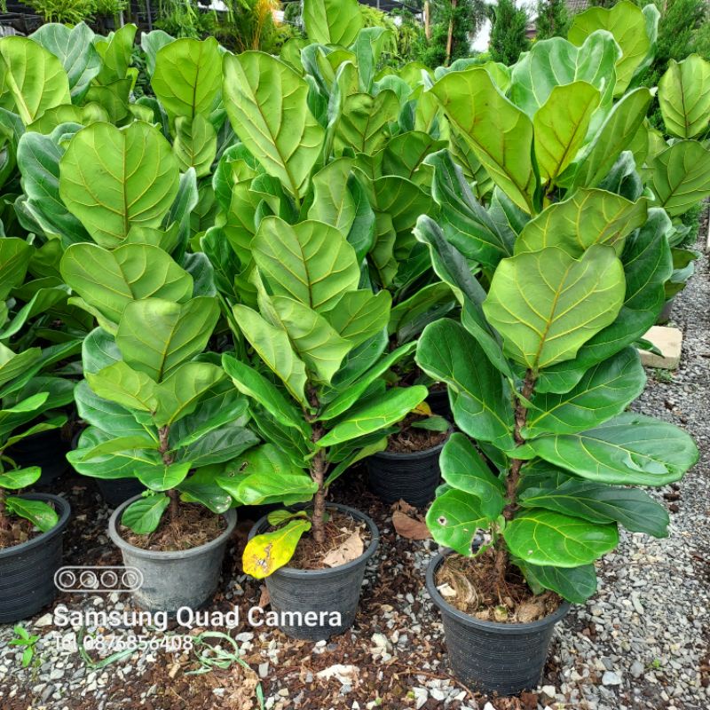 ไทรใบสัก(Fiddle Fig),ไทรใบสักด่าง