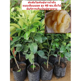 ต้นส้มโอ​พันธุ์​ขาว​น้​ำ​ผึ้งแบบเสียบยอด​ สูง 50 ซม. ราคาต้น​ละ​ 180 บาท (มีราคาขายส่งค่ะ)