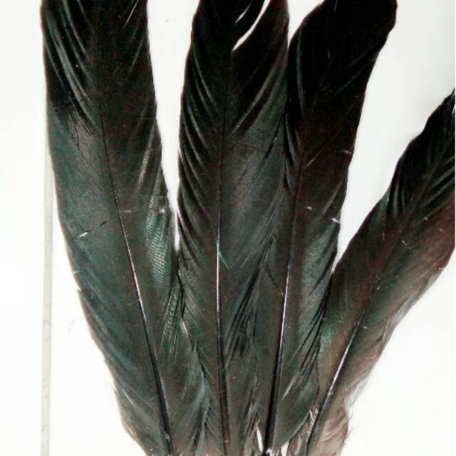 ขนนกหางไก่ยาว20-25ซม