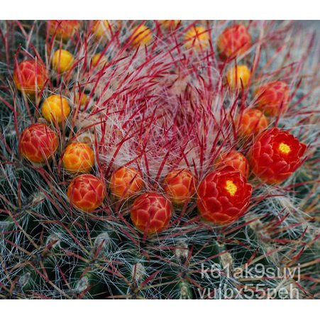 ขายดี เมล็ด 10pcs Cactus Seeds Bonsai Perennial Rare Succulent Plants Office #SY030 N5PF Z6JI