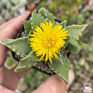 เมล็ดอวบอ้วน100%Faucaria Tigrina กรามเสือ ไม้อวบน้ำ กุหลาบหิน cactus&amp;succulentเมล็ดพืชคุณภาพสูงRussianMixedManilaGrassRo