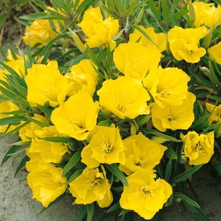 เมล็ดมอนิ่งพรีมโรสสีเหลือง เมล็ด 200 เมล็ด  yellow Evening Primrose  เมล็ดนำเข้า  พันธุ์แท้100%   F